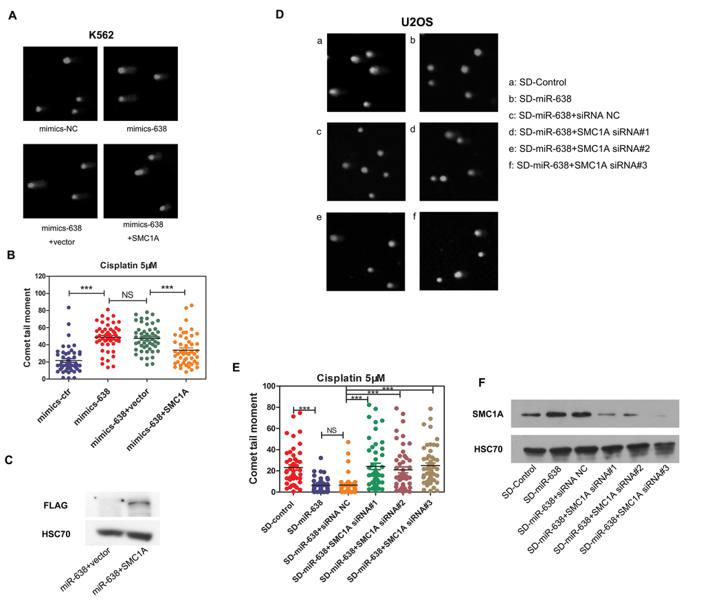 The miR-638-mediated suppression of SMC1A affects DNA damage repair ability
