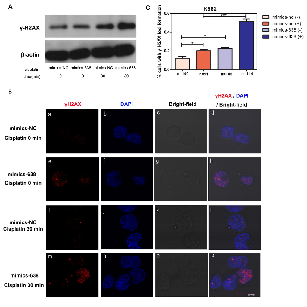 The overexpression of miR-638 affects γH2AX protein expression and foci formation