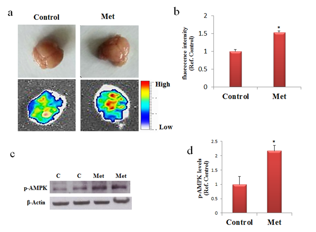 Metformin reaches the brain and activate AMPK. (a) and (b) Mice were untreated or treated with metformin for seven days and the fluorescence in the brain was quantified by bioimaging. Fluorescence values are referred to the control. (c) Western blot of proteins extracted from brains of metformin untreated (C) or treated mice (Met) and incubated with phospho-AMPK (p-AMPK) and β-Actin (loading control) antibodies. (d) Quantification of immunoreactivity using densitometric analysis. Representative images from 2 animals for condition are shown. n=5 per group.