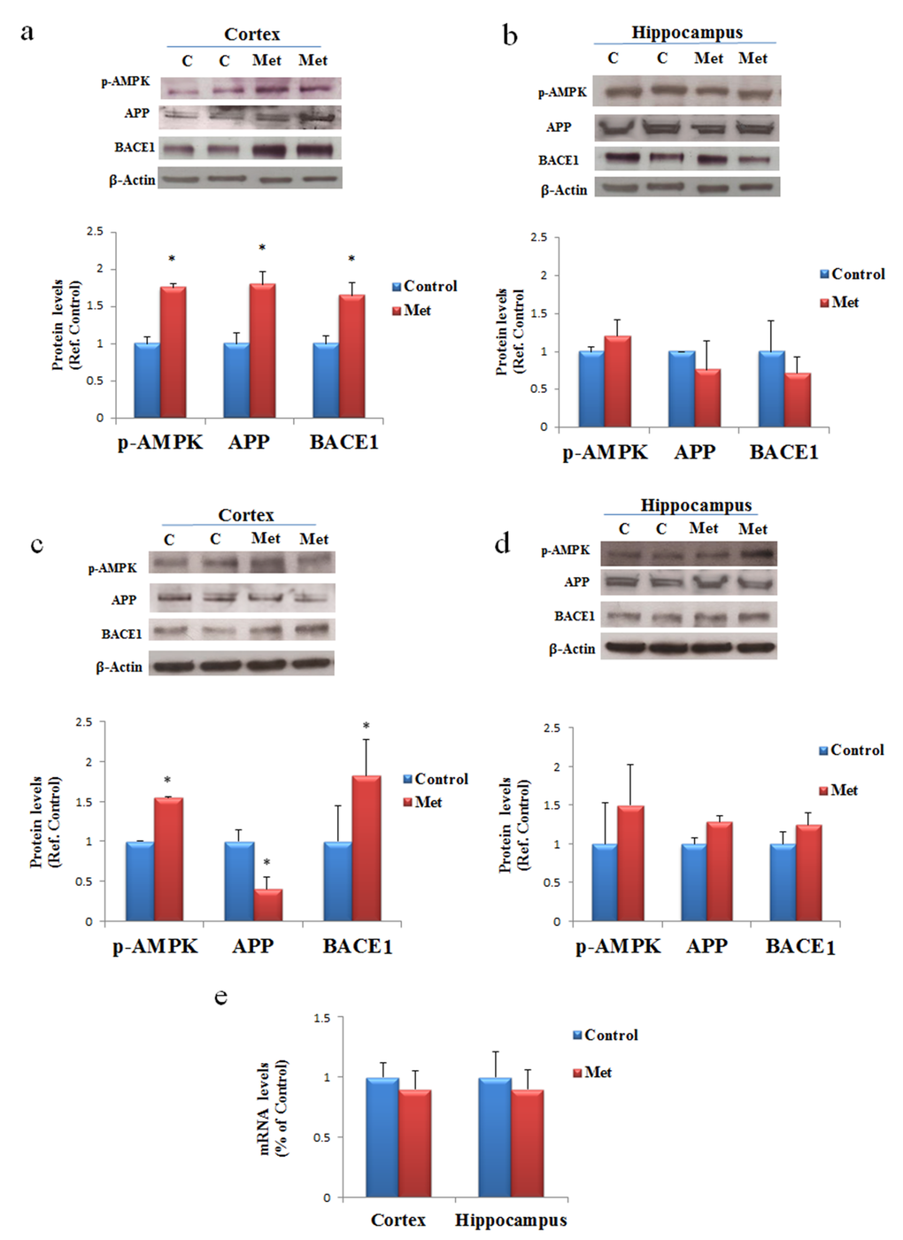 AD biomarkers are differently activated by metformin treatment in brain regions. Western blot of protein extracted from brain lysates of mice cortex (a) and hippocampus (b) after seven days of metformin treatment and incubated with anti-phospho-AMPK (p-AMPK), APP, BACE and β-Actin (loading control) antibodies. Western blot of protein extracted from brain lysates of mice cortex (c) and hippocampus (d) after chronic metformin treatment and incubated with anti-phospho-AMPK (p-AMPK), APP, BACE1 and β-Actin (loading control) antibodies. Quantification of immunoreactivity was performed using densitometric analysis. (e) Effect of chronic metformin treatment on APP transcript levels determined by quantitative real-time PCR in cortex and hippocampus regions. n=5 per group