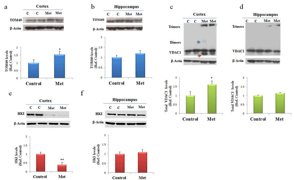 Metformin after chronic administration, changes TOM40 expression levels and induces VDAC1 oligomerization, and affects Hexokinase I (HKI) in the cortex region. Western blot of protein extracted from brain lysates of mice cortex (a, c, e) and hippocampus (b, d, f) after chronic metformin treatment and incubated with anti- TOM40, VDAC1, Hexokinase I (HKI), and β-Actin (loading control) antibodies. Quantitative analysis of total VDAC1, HKI and TOM40 levels relative to β-actin was performed using densitometric analysis. The blue arrow indicates a VDAC1 dimers and the red arrow indicates VDAC1 monomers with modified electrophoretic mobility. n=5 per group