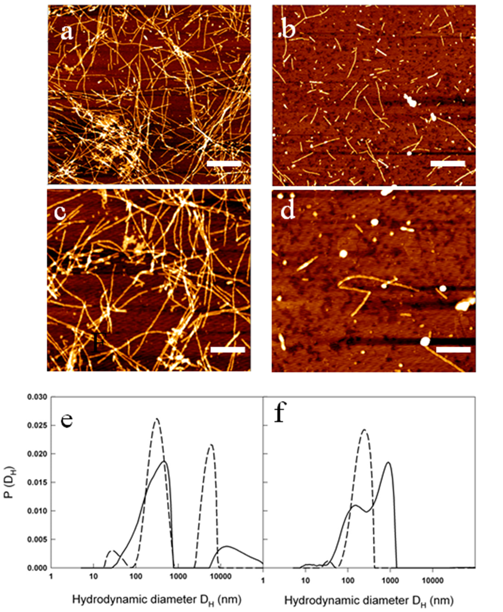 Metformin effects on fibril size and growth. (a-d) AFM images acquired for: 50 µM Aβ1-40 at the end of the kinetics at 37 °C and 200 rpm at two different magnifications: scale bar = 1μm and Z-range = 8.9 nm (a); scale bar = 500 nm; Z-range = 8.3 nm (b). The samples were compared with 50 µM Aβ1-40 + 2 mM metformin at the end of the kinetics at 37 °C and 200 rpm at two different magnifications: scale bar = 1μm and Z-range = 7.0 nm (c); scale bar = 500 nm; Z-range = 8.3 nm (d). Particle size distribution from DLS of 50 µM Aβ1-40 incubated at 37 °C and 200 rpm in the absence (e) and in the presence (f) of 2mM metformin after 0.5 h (dashed lines) and 2 hrs (solid lines) from the beginning of amyloid aggregation process.