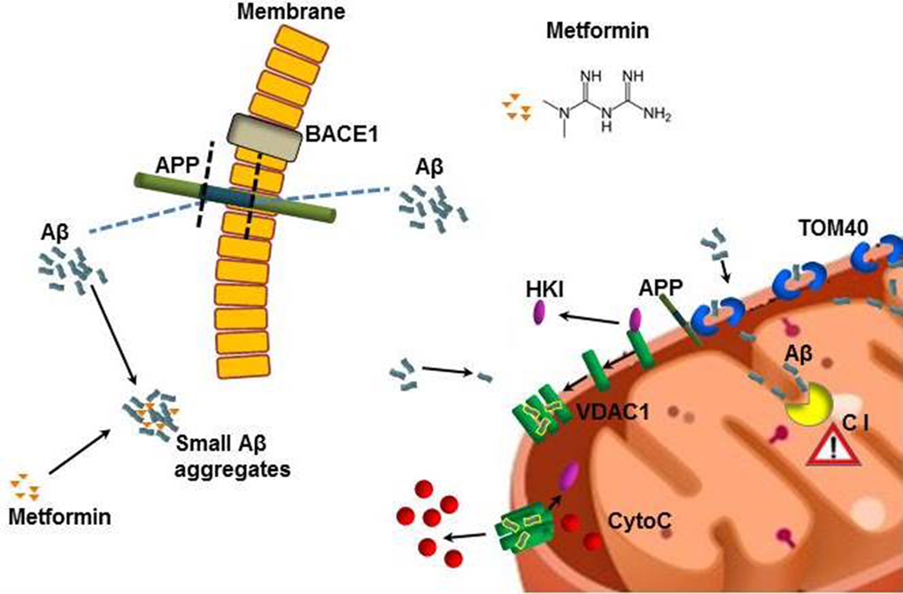 Model describing how metformin induces Aβ aggregates formation and mitochondrial dysfunction. Metformin increases BACE1 production that stimulates APP processing and Aβ production at cell membrane level. Metformin stabilizes small Aβ aggregates that could be internalized. TOM40 pore mediates the mitochondrial internalization of Aβ and APP. The whole APP can block TOM40 channel and the small Aβ can be imported in the inner membrane where affects the Complex I (C I) of the respiratory chain. Small Aβ aggregates displace the binding of HKI with mitochondrial VDAC1 leading to its oligomerization and the formation of large pores that are capable to change permeability and mediate the cytochrome C release. All these coexistent events lead to mitochondrial dysfunction and neuronal apoptosis.