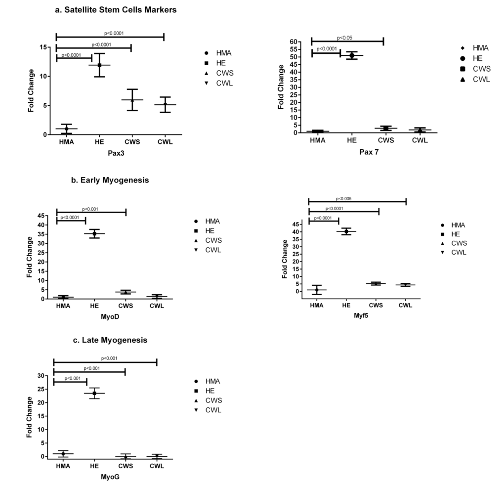 Fold change (±SD) in mRNA expression of genes related to (a) satellite cell markers (Pax3 and Pax7), (b) myoblast proliferation/early differentiation (MyoD and Myf5) and (c) late myocyte/myotube differentiation (MyoG) in the quadriceps muscle of C, HE and HMA groups: HMA (n=22), HE (n=17), CWS (n=18), CWL (n=10). Fold-change is relative to HMA participants. Statistical analysis was carried out on deltaCT values. Q-PCR results show upregulation of mRNA levels of Pax3 (p