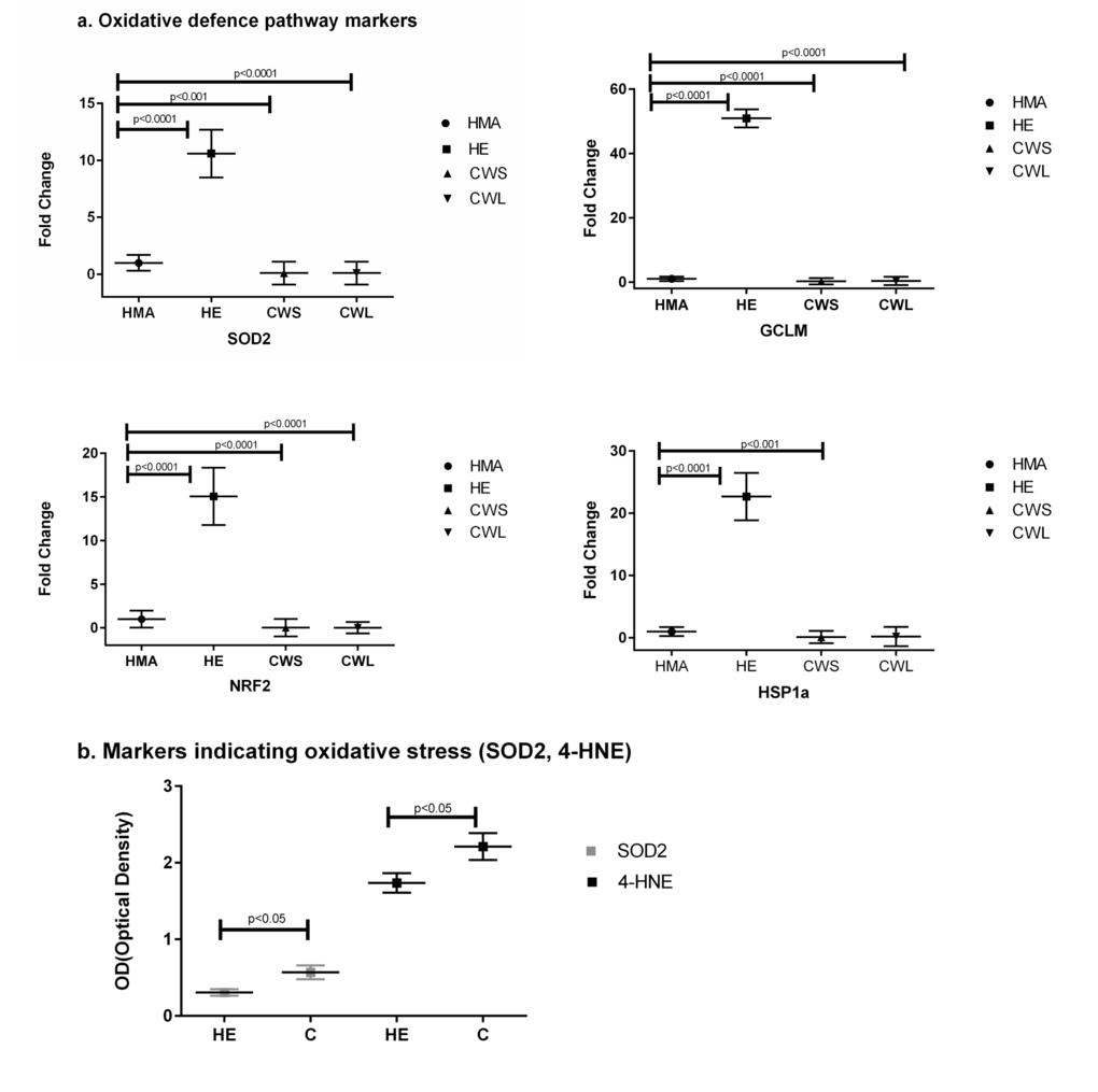 (a) Fold change (±SD) in mRNA expression of the oxidative defense genes SOD2, GCLM, and Nrf2 and the heat shock protein HSP1a in the Quadriceps muscle of C, HE and HMA groups: HMA (n=22), HE (n=17), CWS (n=18), CWL (n=9); Fold-change of mRNA expression is relative to HMA participants. Statistical analysis was carried out on deltaCT values. The mRNA expression of the oxidative defense gene SOD2 is increased in HE (pb) Western Blot analysis of the cellular defensive pathway (SOD2, 4-HNE) in the Quadriceps muscle of C and HE groups. Data are means ± SEM from C (n=10) and HE (n=8) groups for SOD2 and C (n=9) and HE (n=8) for the hydroxyalkenal 4-HNE. The analysis demonstrates upregulation of both SOD2 and 4-HNE in C compared with HE (p