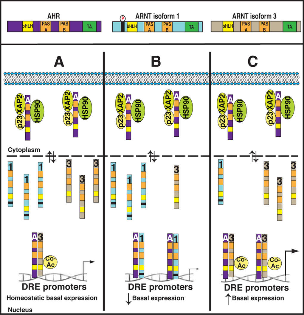 Predictive model for how changes in the ARNT isoform ratio impacts basal AHR activity and cell proliferation. Upper Panel: Schematic representation of AHR and the ARNT isoforms. Lower Panel: (A) Normal lymphocytes exhibit equal levels of ARNT isoform 1 and 3, providing basal AHR activity that keeps the cells at homeostasis. (B) Lymphoid malignancies, and possibly activated normal lymphocytes, have high isoform 1:3 ratios that keep basal AHR activity low and allow for cell proliferation. (C) Depicts high basal AHR activity after lowering of isoform 1:3 ratios. A=AHR; 1=ARNT isoform 1; 3=ARNT isoform 3; Co-AC=Transcriptional co-activator; DRE=Dioxin response element.