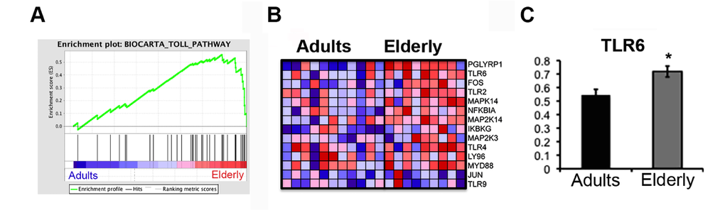 The Toll Pathway gene set is enriched in the Elderly group. Gene set enrichment analysis (GSEA) was performed with microarray data. (A) Enrichment plots for the Biocarta Toll Pathway gene set are shown. Genes related to the Toll Pathway most strongly associated with the Elderly phenotype are represented on the far right. (B) The heatmap shows the relative gene expression (red = high, blue = low) for each gene of the core enrichment for the samples of the two groups (Adults, Elderly). (C) qPCR analysis of the expression levels of the TLR6 gene in samples from the Adult (n=11) and Elderly (n=9) groups. Data were normalized against GAPDH housekeeping gene. Error bars, SEM. * p 
