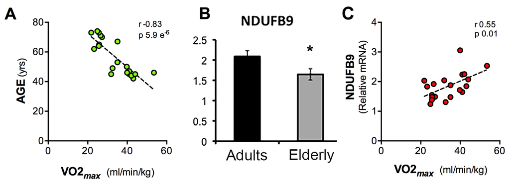 Scatter charts of values of Age, VO2max and NDUFB9 expression levels. Graphical representation of the correlation between VO2max and Age (A), expression levels of NDUFB9 assessed by qPCR and normalized against GAPDH (B), correlation between or VO2max and NDUFB9 gene expression levels detected by qPCR (C). (Pearson correlation, p = 5.9 e-6; r = 0.83 (A), p = 0.01; r = 0.55 (B), error bars, SEM * p 