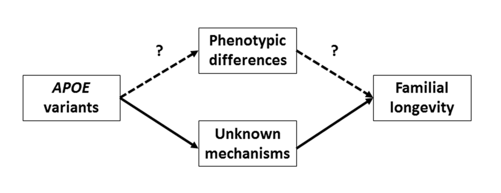 Graphical presentation of the biological routes through which APOE could affect familial longevity. “Intermediate phenotypes” denotes the metabolic differences between offspring and controls in phenotype (e.g., lower level of serum glucose, lower level of serum 25-hydroxyvitamin D, lower frequency of type 2 diabetes, in LLS offspring compared with controls). In this study, we aim to assess whether this route is plausible.