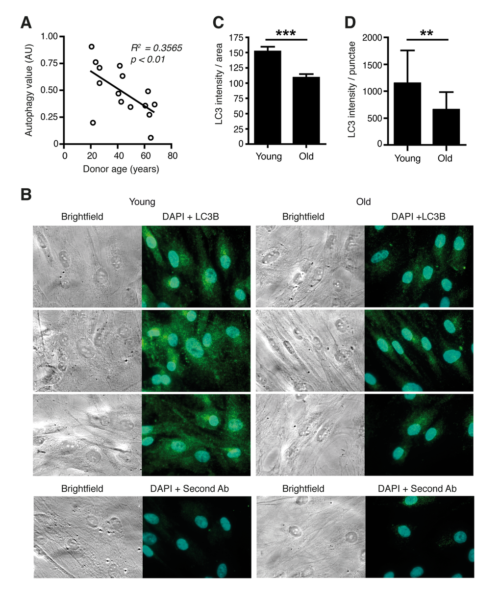 Autophagic flux is reduced in aged primary human fibroblasts. (A) Correlation of age and LC3-II protein levels in primary dermal human fibroblasts from differently aged donors. AU: artificial units. (B) Immunostaining of LC3B protein in cells from young and old donors after Bafilomycin treatment. In the bottom row cells stained only with secondary antibody (Cy3) and DAPI are shown. Total signal strength (C) and the number of LC3 positive punctae in a defined area (D) were quantified.