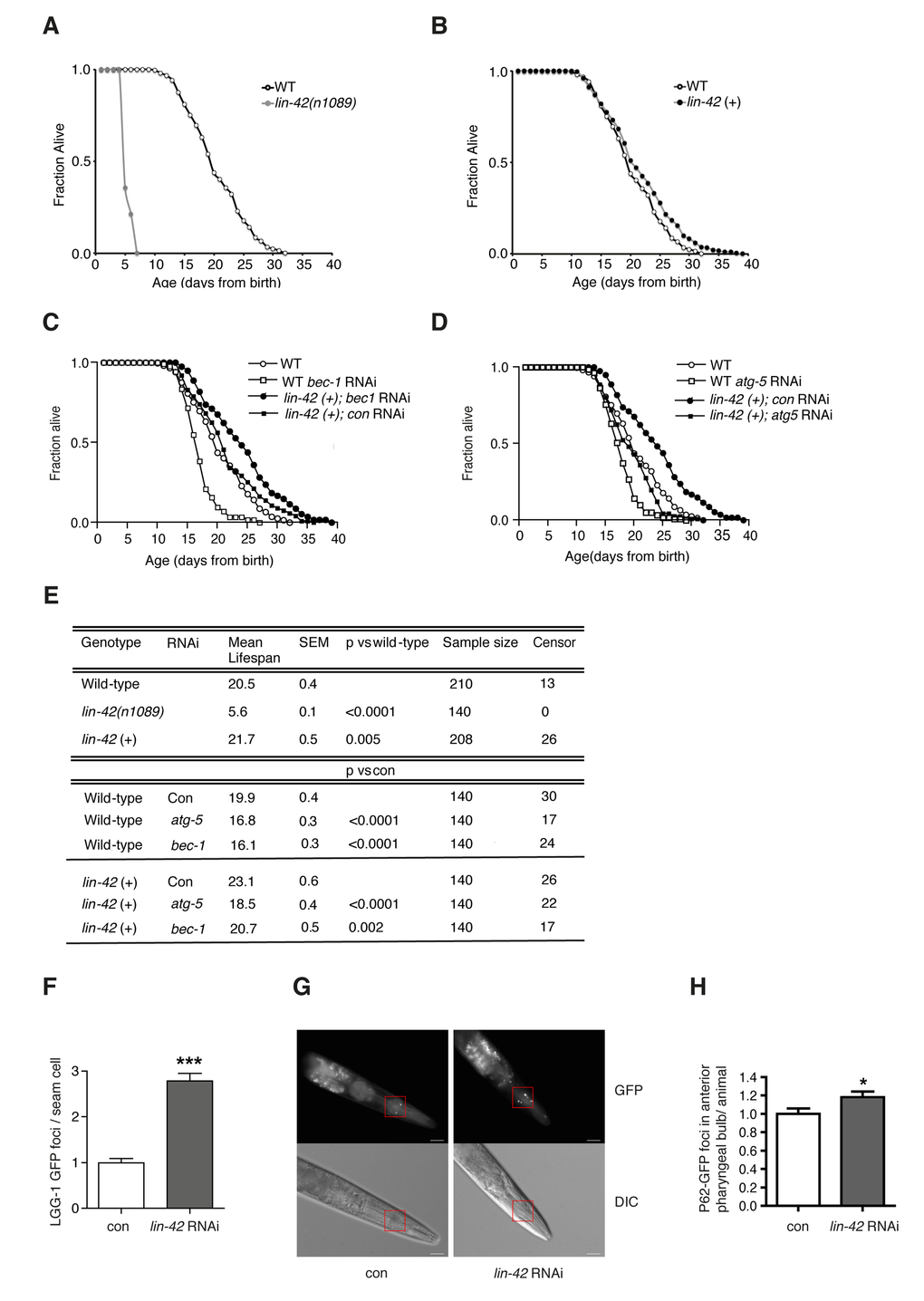 Lin-42 regulates lifespan and autophagy in C. elegans. Survival analyses of wild-type animals (WT) compared to lin-42(n1089) mutants (A) or to lin-42 (+) transgenic animals (B). Survival analyses of wild-type animals (WT) and lin-42 (+) transgenic animals fed bacteria transformed with empty-vector (con) or with vector expressing dsRNA against bec-1 (C) or atg-5 (D). (E) Table summarizing survival data analysis from (A-D). (F) Quantification of LGG-1/LC3::GFP positive foci in the DA2123 transgenic strain fed bacteria transformed with empty-vector (con) or with vector expressing dsRNA against lin-42 (lin-42 RNAi). Results are plotted as mean ± SEM of GFP foci (***) represent the P-value ((G) P62/SQST-1::GFP translational reporter strain (HZ589) fed bacteria transformed with empty-vector (con) or with vector expressing dsRNA against lin-42 (lin-42 RNAi). Top panels: green fluorescence channel (GFP) images. Bottom panels: differential (Nomarski) interference contrast images (DIC). Red squares indicate selected areas used for fluorescence foci quantification. White bars = 20µm. (H) Quantification of GFP positive foci in the anterior pharyngeal bulb of HZ589 fed bacteria transformed with empty-vector (con) or with vector expressing dsRNA against lin-42 (lin-42 RNAi). Results are plotted as normalized mean ± SEM of GFP foci, relative to the control. (*) represent the P-value (