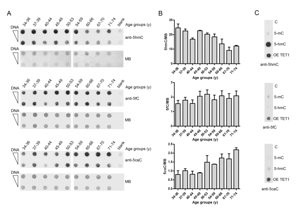 Age-related changes of 5hmC, 5fC and 5caC levels in PBMC. (A) The graph shows the amount of 5hmC, 5fC and 5caC determined by dot-blot assay on pooled DNA samples obtained by grouping individuals into nine different age classes. n(34-36y)=16; n(37-39y)=17 ; n(40-44y)=16; n(45-49y)=22; n(50-53y)=16; n(54-59y)=16; n(60-66y)=31; n(67-70y)=27; n(71-74y)=27. Analysis was performed with 5hmC, 5fC and 5caC specific antibodies. Methylene blue (MB) staining was used to monitor DNA loading. (B) Bar graphs show the densitometric quantification of 5hmC, 5fC and 5caC signal after normalization for loading by MB staining, shown as mean ± S.E.M. of three different technical replicates. (C) Linear dsDNA containing unmodified (C), full methylated (5mC) or hydroxymethylated (5hmC) cytosines were used as specificity control of the anti-5hmC antibody. DNA derived from HEK293T overexpressing TET1 catalytic domain (OE TET1) was used as positive control for anti-5fC and anti-5caC antibodies. (y)= years.