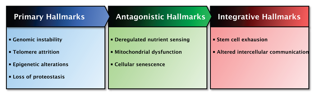 Overview of the Hallmarks of Aging and their functional interactions. The proposed nine hallmarks of aging are categorized based on common characteristics and their contribution to aging. Left panel: The primary hallmarks of aging are the hallmarks regarded as the primary cause of cellular damage. Middle panel: The antagonistic hallmarks of aging are those hallmarks considered to be part of compensatory or antagonistic responses to damage. These hallmarks initially mitigate the damage, but eventually can become deleterious themselves. Right panel: The integrative hallmarks of aging are the end result of the two previously described categories and are ultimately responsible for the functional decline associated with aging. The interactions between the categories are indicated at the top of the panels.