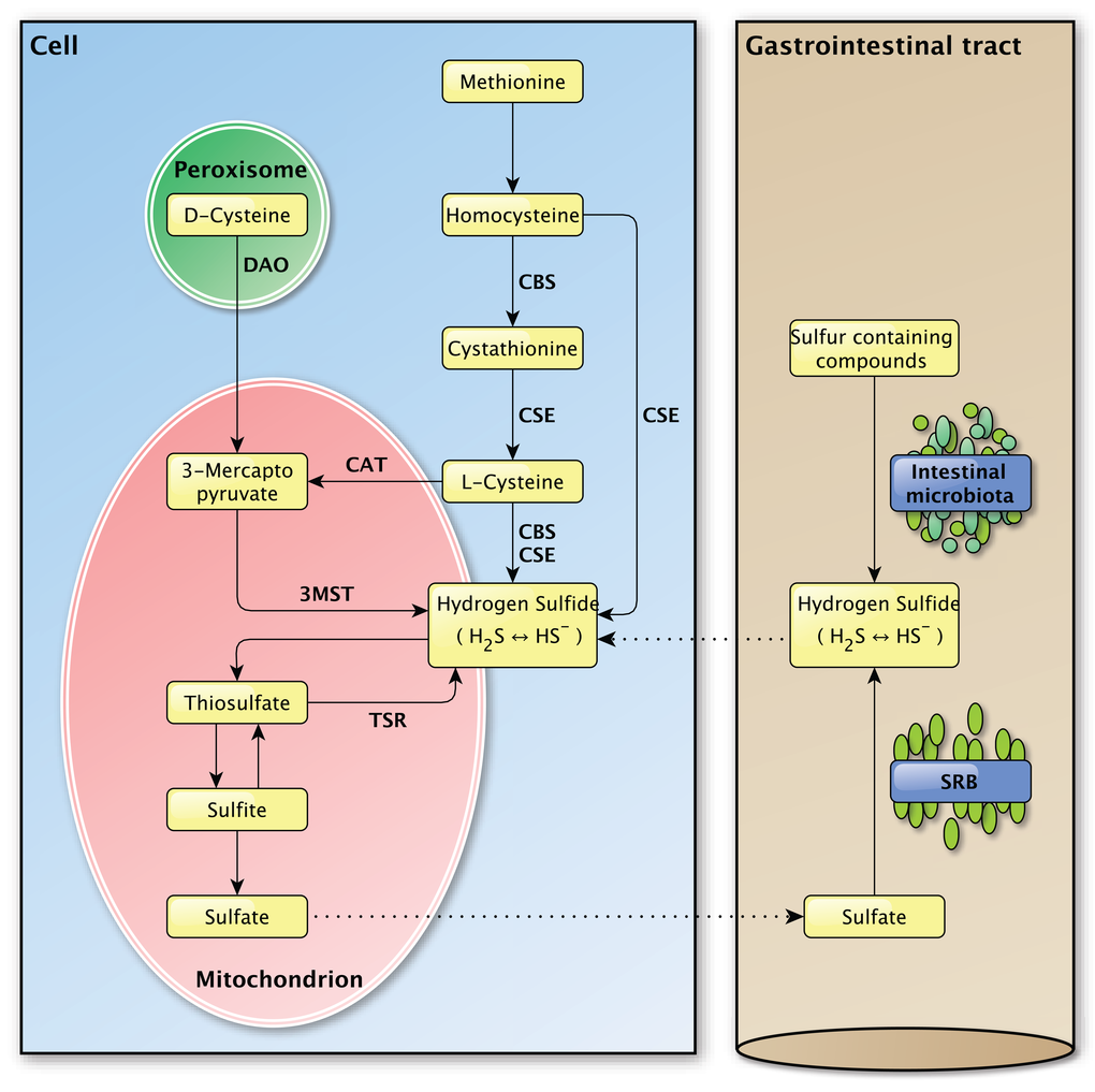 Overview of the endogenous and exogenous H2S production in the mammalian body. Left panel: The endogenous production of H2S in mammalian cells. Several important enzymes are mentioned along the arrows. Right panel: The exogenous production of H2S in the gastrointestinal tract by the intestinal microbiota and sulfate-reducing bacteria, for which the H2S production is endogenous. The dashed lines between the left and the right panel indicate the transport of molecules between the compartments.