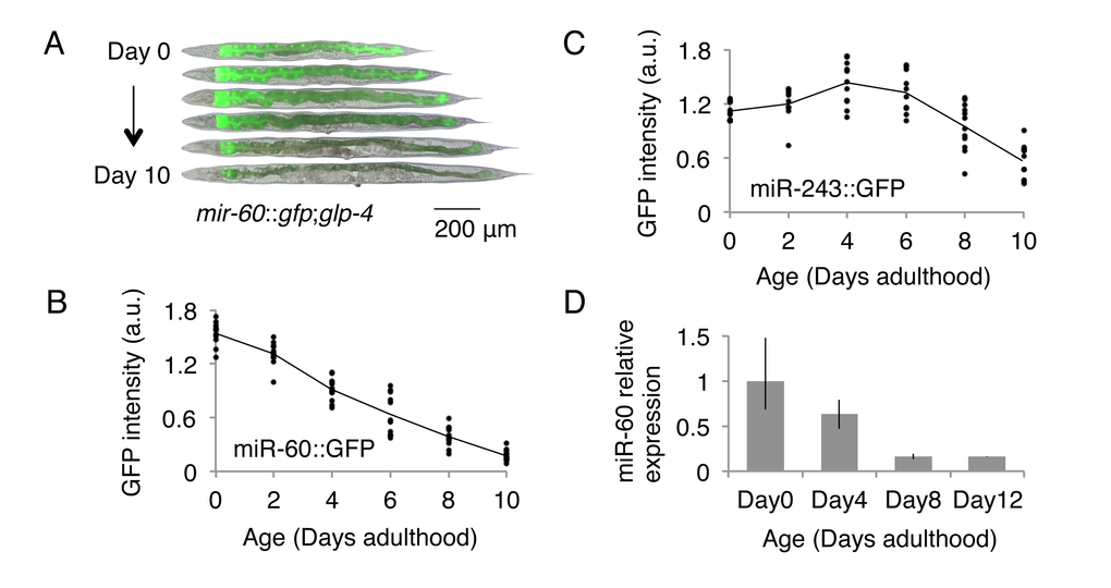 C. elegans miR-60 shows a specific spatio-temporal expression pattern. (A) Fluorescent signals from miR-60::GFP, which are exclusively localized in the intestine, are shown. Approximately 25 individuals of (B) mir-60::gfp;glp-4 and (C) mir-243::gfp;glp-4 strains each were used for measuring GFP intensity at each time point examined, and the measurement for each individual is represented by a dot. Both strains were cultured at a restrictive temperature 23.5 °C to induce germline deficiency. a.u. denotes arbitrary unit. Representative images of the mir-60::gfp;glp-4 strain, which are close to the average signal intensity, are shown in (A). (D) A bar graph represents the relative expression of mature miR-60 (miR-60-3p strand) during normal aging in temperature-sensitive sterile mutants spe-9(hc88) cultured at 23.5 °C (see Supplemental File for spe-9 mutants). Error bars represent the range in the results of 2 biological replicates, in which the total RNA was purified from 2 independent experimental trials.