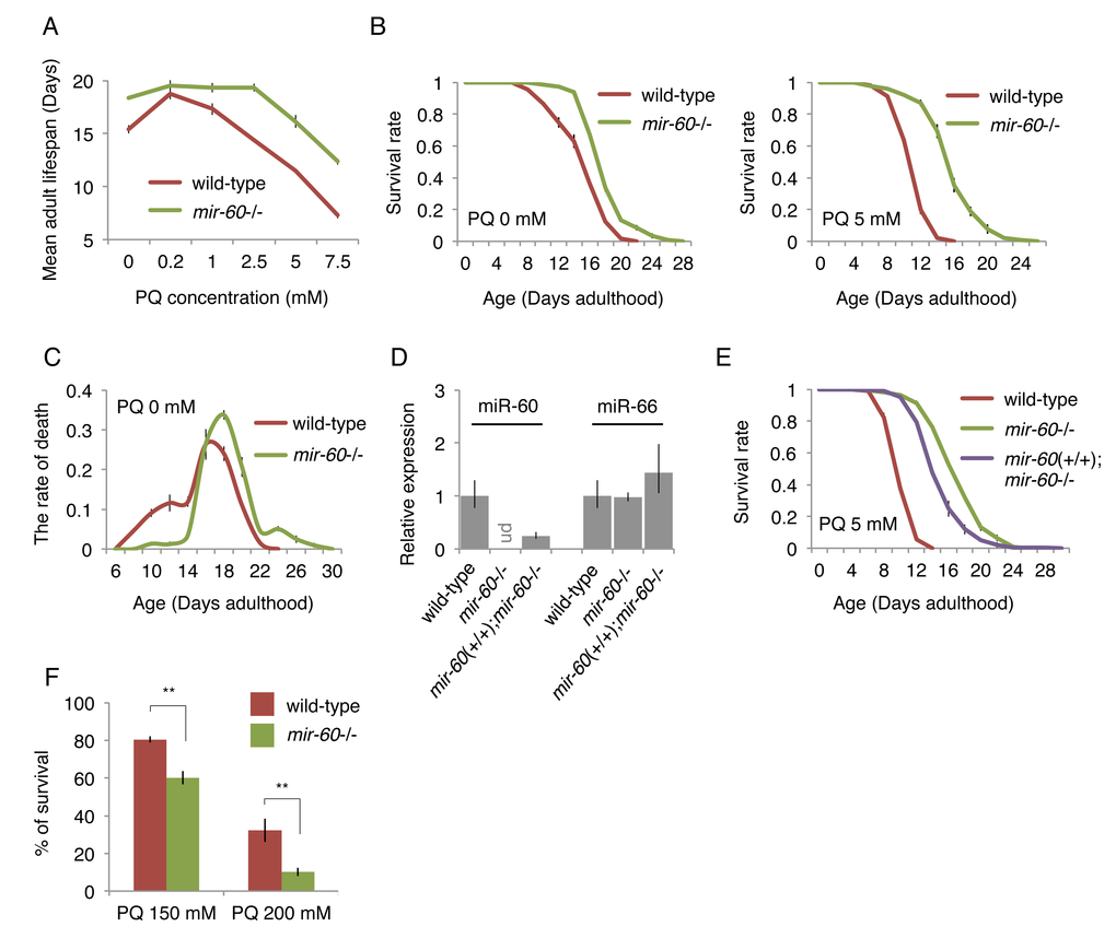 The mir-60 loss dramatically extends lifespan under mild and long-term oxidative stress conditions. (A) Mean adult lifespans of wild-type and mir-60 mutant animals treated with different PQ concentrations are shown. (B) Survival curves of wild-type and mir-60 animals examined under PQ 0 and 5 mM are shown. (C) Distribution of lifespans under the normal condition – the rate of death at each day examined – is shown. (D) The levels of miR-60 examined by qRT-PCR in the transgenics having the mir-60 fragment (mir-60(+/+);mir-60-/-) and the control lines are shown. ‘ud’ denotes undetectable. The levels of another miRNA miR-66, which is known to be expressed constitutively [87], were also tested as a reference. Error bars represent SE calculated from the results of 3 independent trials of sample preparation. (E) Survival curves of the mir-60 transgenics and control lines, which were treated with PQ 5 mM, are shown. The detailed lifespan assay results for (A-C) and (E) are available in Supplemental Figs 1B and 1D, respectively. All lifespan assays shown in this figure were performed at a standard temperature 20 °C. Error bars on the survival curves represent SE calculated from 3-4 replicates. (F) Survival rate of wild-type and mir-60 mutant animals treated with PQ 150 and 200 mM is shown. The assays were performed at 20 °C. Error bars represent SE calculated from 4 replicates. P-values were calculated by unpaired t-test: **p