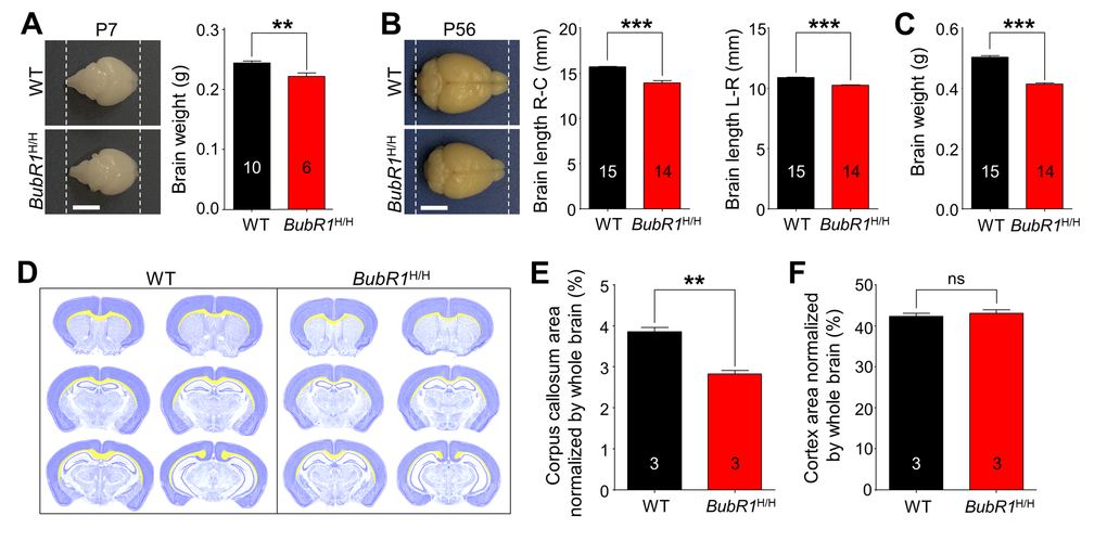 Morphological characterization of BubR1 insufficient mice. (A-C) Reduced size of BubR1H/H mouse brain. (A) Representative photographs of WT and BubR1H/H mice at postnatal day 7 (P7) and quantification of brain weight. Scale bar: 0.5 cm. (B) Representative photographs of WT and BubR1H/H mice at postnatal day 56 (P56; 8-week-old). Scale bar: 0.5 cm. BubR1H/H exhibit a significantly reduced brain size including rostrocaudal (R-C) length, and width (L-R) (B) and weight (C). (D-F) Deficits in corpus callosum formation in BubR1 insufficient mice. (D) Representative images of quantification of cortex and corpus callosum area relative to total section area using cresyl violet stained sections. The cortex is highlighted in dark blue, the corpus callosum is highlighted in yellow. Measurements of the corpus callosum, and cortex area. Arre of the corpus callosum in BubR1 insufficient mouse is significantly different from WT mice (E), while cortical area is not (F). All values represent mean ± SEM (ns = non-significant, **P P 