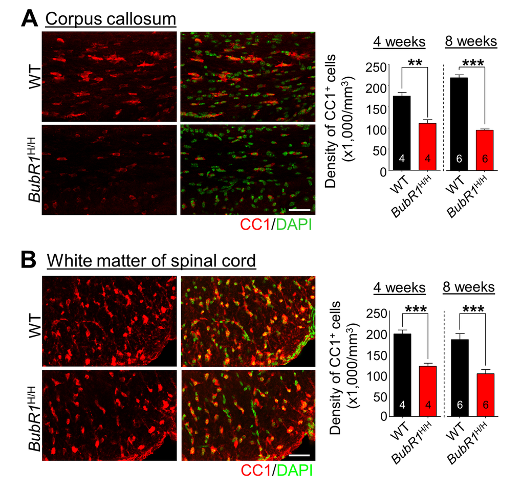 Reductions in mature oligodendrocytes in 4- and 8-week-old BubR1 insufficient mice. (A) The density of oligodendrocyte lineage cells in the corpus callosum at 4 and 8 weeks of age. Left: Representative images of CC1 staining of 4 week-old WT and BubR1H/H mice corpus callosum. Scale bars: 50 µm. Right: Quantification of CC1+ cell number in the corpus callosum. (B) The density of oligodendrocyte lineage cells in the white matter of spinal cord at 4 and 8 weeks of age. Left: Representative images of CC1 staining of 4 week-old WT and BubR1H/H mice spinal cord. Scale bars: 50 µm. Right: Quantification of CC1+ cell density in the spinal cord. All values represent mean ± SEM (**P P 