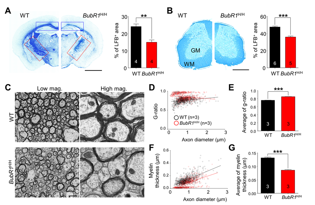 BubR1 insufficiency causes defects in CNS myelination in 8-week-old BubR1 insufficient mice. (A-B) Luxol fast blue (LFB) staining analysis. (A) Sample images of LFB staining in WT and BubR1H/H mice (left) and quantification of LFB area in coronal brain sections of 8-week-old mice (right). BubR1H/H mice exhibit a profound reduction in myelin density in the corpus callosum (blue dashed box), and internal capsule (red dashed box). Scale bar: 0.2 cm. (B) Sample images (left) and quantification of LFB area (right) indicating a profound reduction in myelin density in the spinal cord of BubR1H/H mice. Scale bar: 500 µm. WM; white matter, GM; gray matter. (C-G) Electron microscopy (EM) imaging analysis of the spinal cord dorsal column white matter of BubR1H/H mice and their WT littermates. Hypomyelination is observed in the spinal cord of BubR1H/H mice. (C) Representative EM images are shown. Scale bars: 2 µm for low magnification, and 0.2 µm for high magnification. (D,E) Scatter diagram and quantification of G-ratio. (F,G) Scatter diagram and quantification of myelin thickness. All values represent mean ± SEM (**P P 