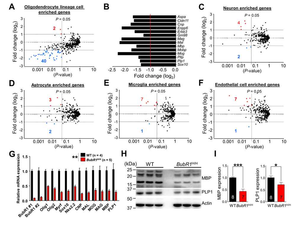 RNA-sequencing analysis reveals reduced expression of oligodendrocyte enriched genes in BubR1 insufficient mice. (A-F) Scatter plots for visualizing the top 500 genes expressed in each neural cell type, as determined by published RNA-seq data [30], in 8-week-old BubR1H/H mice relative to WT. Axes denote fold change (log2) by P-value. Vertical lines indicate P-value of 0.05, horizontal lines fold change (log2) of ±1. Red dots and corresponding number indicate up-regulated genes, blue dots and corresponding number indicate down-regulated genes. (A) Oligodendrocyte lineage cells enriched genes (2 up, 40 down). (B) Graph depicting a representative subset of oligodendrocyte- and myelination-related genes depicted in (A). Fold change represents BubR1H/H mice with WT as control. (C) Neuron enriched genes (4 up, 2 down). (D) Astrocyte enriched genes (3 up, 2 down). (E) Microglia enriched genes (7 up, 1 down). (F) Endothelial cell enriched genes (7 up, 1 down). Number of mice are 3 for each group. (G) Validation of mRNA expression of selected genes related to oligodendrocyte development and myelination. mRNA expression of oligodendrocyte development and myelination-related genes were significantly reduced in BubR1H/H mice. (H,I) Reduced expression of myelin-related proteins in BubR1 insufficient spinal cord. (H) Representative Western blot images of MBP and PLP1 in spinal cord lysates from 8-week-old WT and BubR1H/H mice. (I) Summary of densitometry quantification for MBP (16 and 21 kDa) and PLP1 (30 kDa) protein levels, which was normalized to that of actin for loading controls. All values represent mean ± SEM (*P P P 