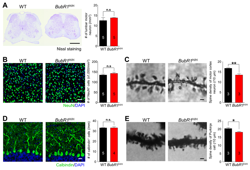 BubR1 insufficiency causes reduction in dendrite spine density of motor neurons and cerebellar purkinje cells. (A) Motor neuron density in lumbar spinal cord is not significantly different between WT and BubR1H/H mice. Left: Representative image of spinal cord with Nissl staining. Right: Quantification of lumbar motor neuron number. Scale bar: 500 µm. (B) Neuron density in primary motor cortex is not significantly different between WT and BubR1H/H mice. Left: Representative image of NeuN (a neuronal marker) and DAPI staining of motor cortex neurons. Right: Quantification of NeuN+ cell density. Scale bar: 50 µm. (C) BubR1H/H mouse motor cortex neurons exhibit a reduced dendritic spine density. Left: Representative image of golgi-stained motor cortex neuron dendritic spines. Right: Quantification of dendritic spine density. Scale bar; 1 µm. (D) BubR1H/H mouse cerebellar Purkinje neuron density is not significantly different from WT mice. Left: Representative image of Calbindin (marker for Purkinje cells) and DAPI staining of Purkinje neurons. Scale bar: 20 µm. Right: Quantification of Calbindin+ cell density. (E) BubR1H/H mouse cerebellar Purkinje neurons exhibit a reduced dendritic spine density. Left: Representative image of golgi-stained Purkinje neuron dendritic spines. Right: Quantification of dendritic spine density. Scale bar; 1 µm. All values represent mean ± SEM (ns: non-significant, *P P 