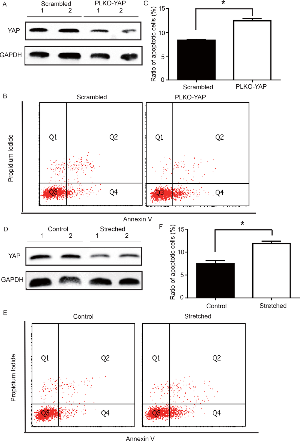 (A) Western blot showing YAP down-regulation in the PLKO-YAP group compared to the scrambled group. (B, C) Flow cytometry showing increased VSMC apoptosis in the PLKO-YAP group compared to the scrambled group (repeated 3 times for statistical analysis, *p=0.0013). (D) Western blotting showing YAP down-regulation in the experimental group compared to the control group after cyclic stretching. (E, F) Flow cytometry showing increased VSMC apoptosis compared to the control group after cyclic stretching in vitro (the lower right quadrant (Q4) represents the apoptotic VSMCs, and repeated 3 times for statistical analysis, *p=0.0010).