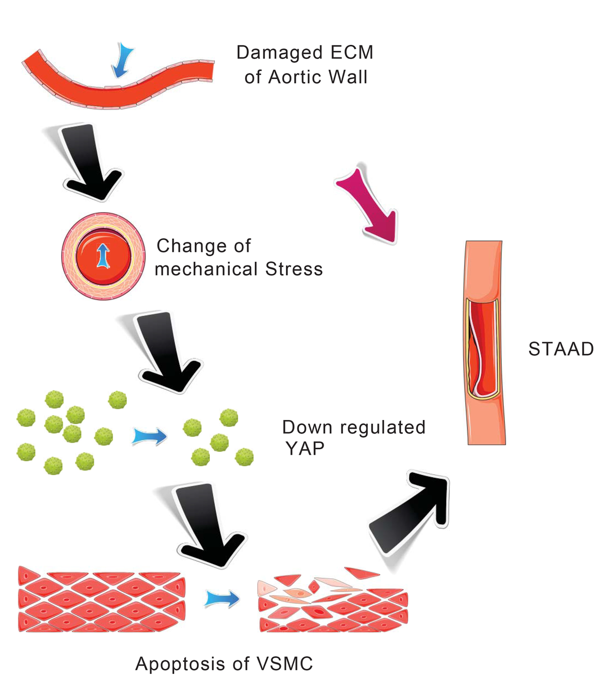 Disruption of mechanical stress in extracellular matrix is related to