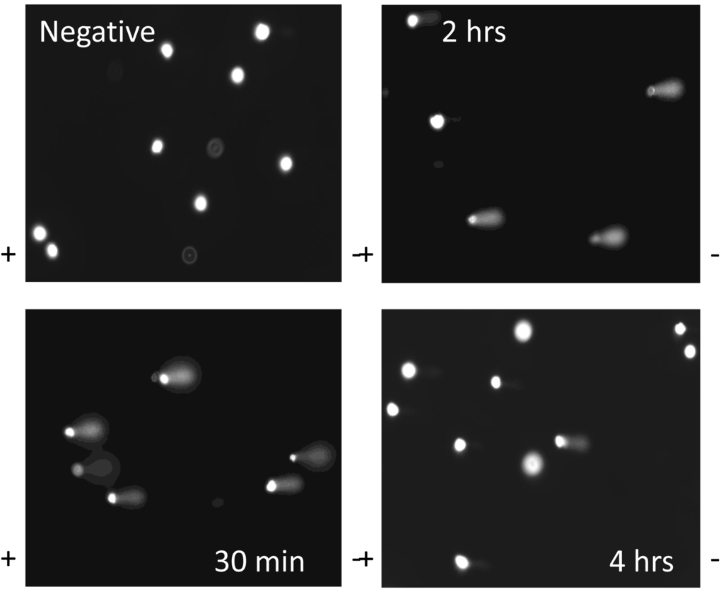 DNA comets after treatment of ADSCs with H2O2. Representative slides of DNA comets from human ADSCs treated with H2O2 for 30 minutes are shown. Slides are shown for ADSCs untreated with H2O2 (negative control) or H2O2-treated ADSCs at the 30 minute, 2 hour, and 4 hour timepoints. DNA comet tails were notably pronounced at the 30 minute and 2 hour timepoints. The comet tails decreased in length at the 4 hour timepoint.