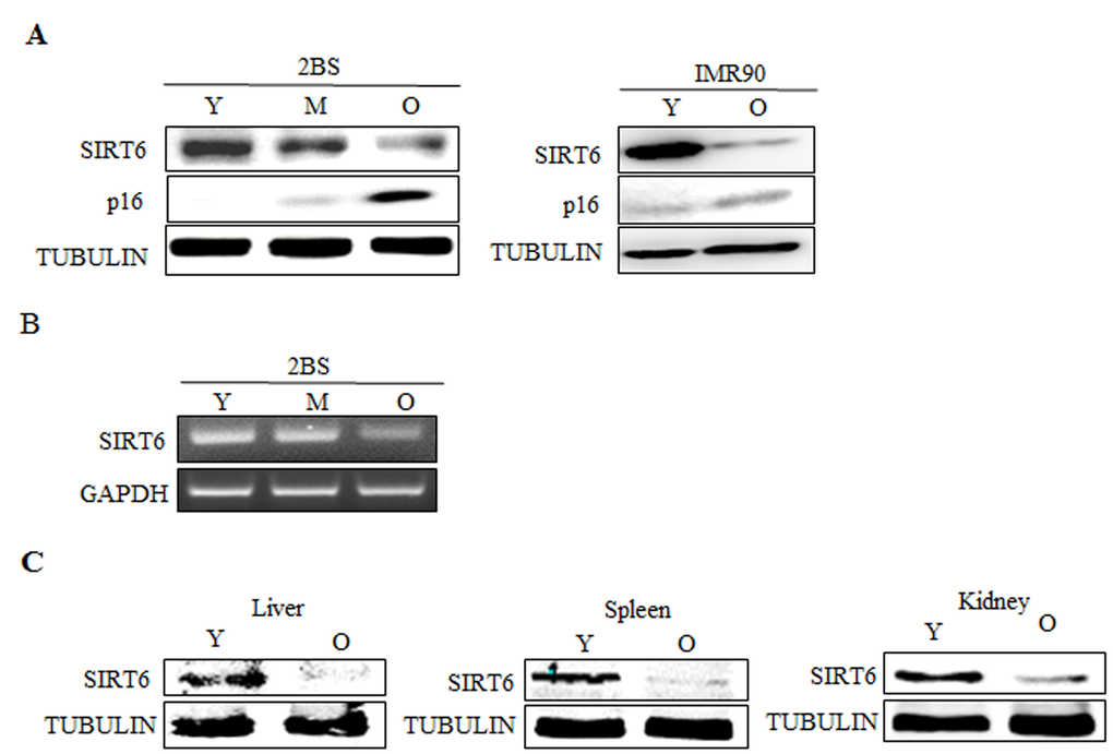 Expression patterns of SIRT6 in young and senescent cells. (A).Left, Western blot analysis of SIRT6 expression in young (Y, ≈PD 30), middle-aged (M, ≈PD 40) and senescent (O, ≈PD 55) 2BS cells. Total protein was extracted, and immunoblotting was performed using specific antibodies against SIRT6, p16 as indicated. Tubulin served as a loading control. Right, the levels of SIRT6, p16 and TUBULIN in young (Y) and senescent (O) IMR90 cells were analysed by western blot analysis. (B) RT-PCR analysis of SIRT6 in young, middle-aged and senescent 2BS cells. Total mRNA was extracted and assessed by RT-PCR using specific primers. GAPDH was used as a loading control. (C) Protein levels of SIRT6 in indicated tissues of young (3 months) and old (18 months) BALB/c mice were determined with western blotting. Tubulin serves as loading control.