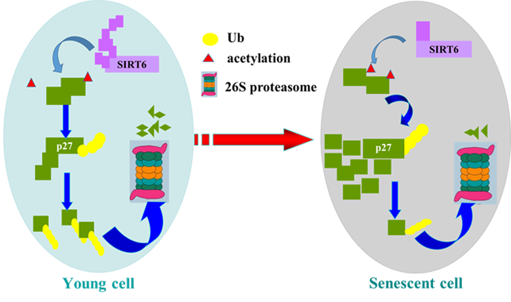 Model of SIRT6 regulating p27 during cellular senescence. SIRT6 deacetylates p27, which promotes the ubiquitination of p27 and increases the degradation of p27 by proteasome. Then SIRT6 can repress cellular senescence.