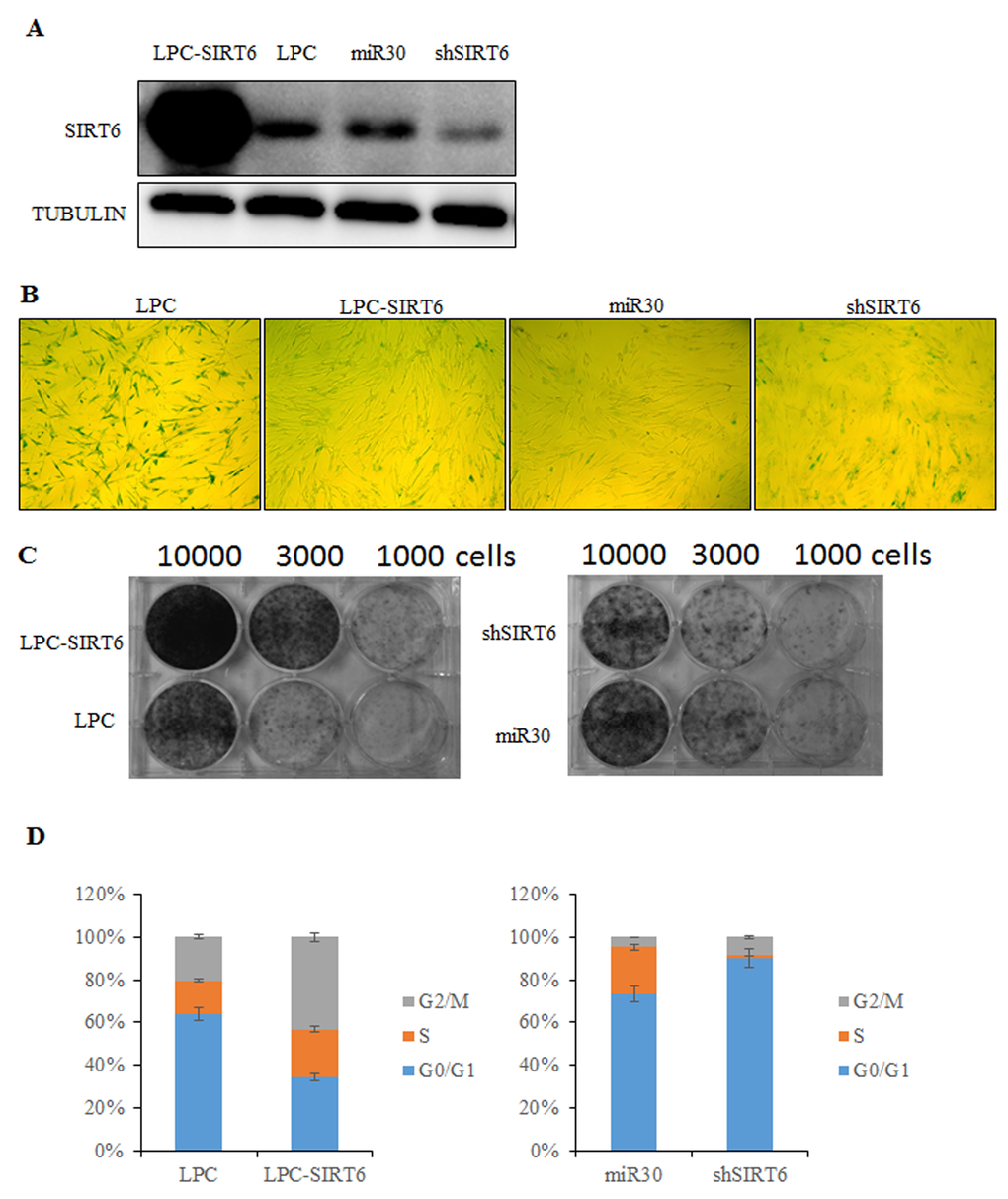 SIRT6 represses senescent-associated features in 2BS cells. (A) Western blot analysis of SIRT6 expression levels in SIRT6-overexpression (LPC-SIRT6) and SIRT6-knockdown (shSIRT6) 2BS cells. (B) SIRT6-overexpression and SIRT6-knockdown 2BS cells were stained for SA-β-gal activity. (C) Colony formation assay was performed using SIRT6-overexpression and SIRT6-knockdown 2BS cells. (D) Flow cytometry analysis of SIRT6-overexpression and SIRT6-knockown 2BS cells. Values represent the means ± S.E. of triplicate points from a representative experiment (n=3), which was repeated three times.