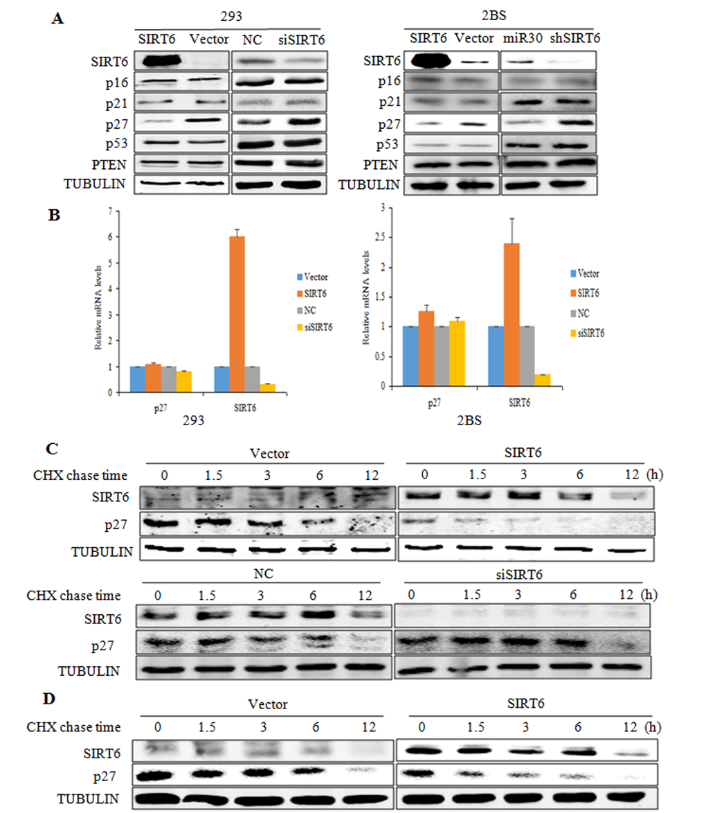 SIRT6 decreases p27 protein levels. (A) Western blot analysis of SIRT6, p16, p21, p27, p53 and PTEN expression levels was carried out in SIRT6 overexpressing or knockdown 293 (left) and 2BS (right) cells. (B) Real-time PCR analysis of SIRT6, p27 was performed in cells as in A. Specific real-time PCR primers were used. (C) The protein half-life of p27 was evaluated in 293 cells with altered SIRT6 expression. (D) The protein half-life of p27 was evaluated in 2BS cells with SIRT6 overexpression.