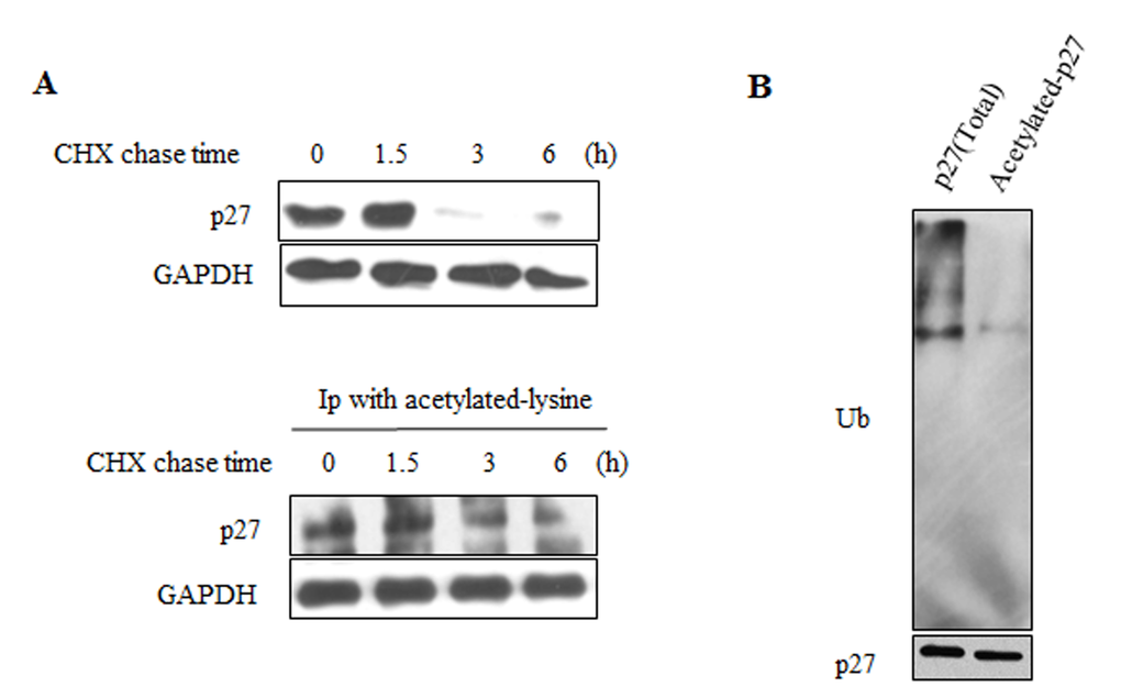 Acetylated-p27 is more stable. (A) 293 cells were treated with CHX for different time periods, cells were then lysed and IP was performed with acetylated-lysine antibody (lower). The protein half-life of acetylated-p27 (lower) was analyzed by western blot. The protein half-life of p27 was detected as control (upper). (B) The ubiquitination of acetylated-p27 was detected. After treatment with MG132, 293 cells were harvested and IP was performed with acetylated-lysine antibody, then IP with p27 antibody was performed using the elution products. The second elution products were loaded on the SDS-PAGE gel for western blot to detect the ubiquitination level of acetylated-p27.