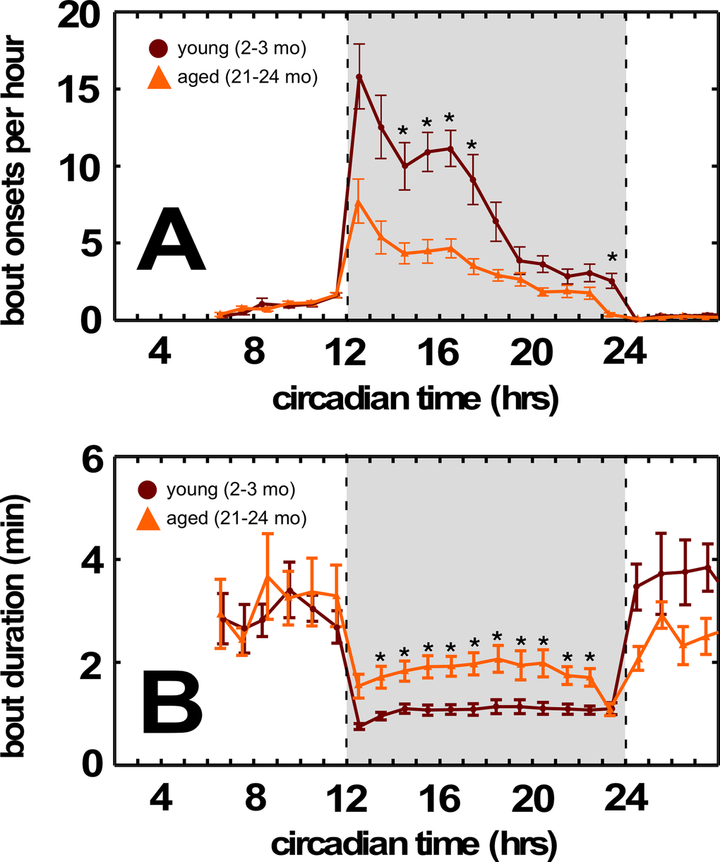 Aged BALB mice have fewer feeding bouts during the dark cycle. (A) Decreased feeding bouts in aged BALB mice. (B) Increased feeding bout duration in aged BALB mice. Traces in light orange correspond to young mice; traces in dark orange correspond to aged mice. Grayed region depicts dark cycle, dashed lines indicate dark cycle onset and offset, respectively. Asterisks indicate p