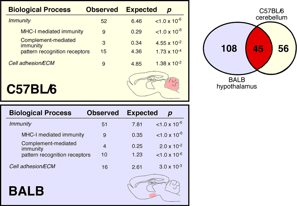 Age-associated increase in C57BL/6 cerebellar and BALB hypothalamic expression of immune transcripts. Venn diagram demonstrates that although these two regions have different cellular architectures and functions, they share considerable overlap in age-related changes in gene expression. In male C57BL/6 cerebellum, we identify 101 differentially expressed genes (DEGs), 100 upregulated in aged mice. In male BALB hypothalamus, we identify 153 DEGs, 113 upregulated in aged mice. Of note, 45 of these genes are differentially expressed in both C57BL/6 cerebellum and BALB hypothalamus; the probability of this occurring by chance is p 0 (Supplemental Methods).