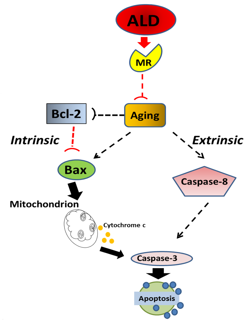 Schematic of the potential molecular pathways which illustrate the main findings of the present investigation, suggesting that ALD interferes with apoptotic pathways for aging in spiral ganglion neurons. Aging processes triggers Bcl-2 inhibition and Bax activation, which are key factors in intrinsic pathways, and promotes the caspase-dependent extrinsic pathway. Aldosterone, through the activation of cochlear mineralocorticoid receptors, blocks apoptotic processing induced by aging, i.e., Bcl-2 is increased and Bax is decreased to inhibit the intrinsic apoptosis induced by aging, Caspase-dependent pathways are also inhibited.