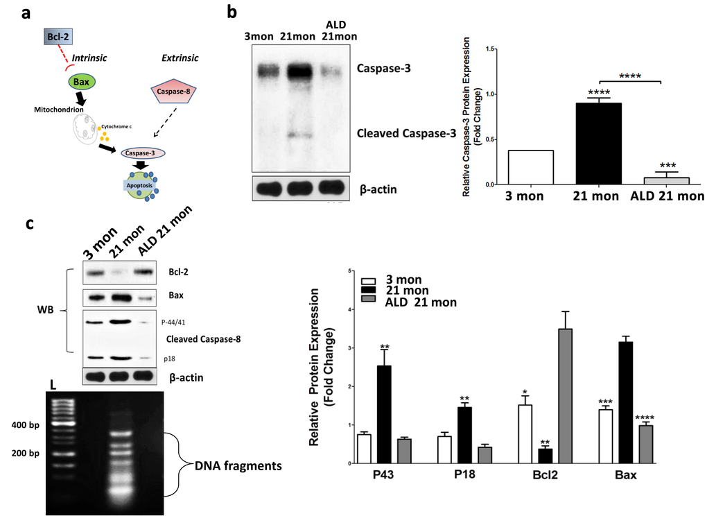 Apoptotic biomarker expression levels in modiolar tissue samples from young adult (2-3 mon), middle-aged (20-21 mon) ALD-treated and untreated CBA/CaJ mice. Panel (a) shows the key molecules (Bcl-2, Bax, caspase 3 & 8) for the apoptotic pathways being investigated. (b) Cleaved caspase-3 protein expression is elevated in middle age controls, but reduced in ALD-treated mice. Since caspase-3 is an executor of apoptosis and a common factor of the intrinsic and extrinsic pathways, its upregulation can induce apoptosis. Note: the antibody utilized here also recognizes the cleaved caspase-3 to a lesser degree. Statistical differences are relative to the young adult levels. (c) To further assess age-related changes in the apoptotic pathways, the extrinsic factor, caspase-8, and intrinsic factors, Bcl-2 and Bax, were examined using western blots (WB). All three biomarkers were activated as shown: caspase-8 cleavages including p43 and p18 were enhanced in the middle age mice compared to the young adults, but reduced in ALD-treated mice. Bax was increased, but Bcl-2 was decreased with aging in SGNs, and ALD treatment inhibited the age-related changes of both molecules. Lastly, the DNA ladder detected in aging SGNs, but ALD treatment prevented the genomic DNA to be digested by endonucleases, L-Ladder: DNA molecular weight. *p