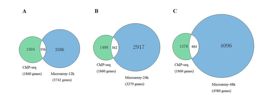 The comparison between related ChIP-seq results with our GSEA target genes.