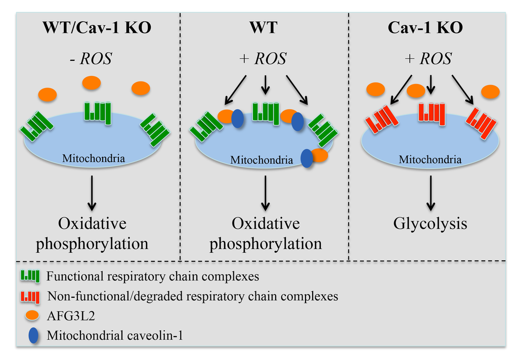 Schematic diagram summarizing the control of mitochondrial functions by caveolin-1 through the regulation of AFG3L2. Under resting conditions (-ROS), both wild type and caveolin-1 null cells possess functional respiratory chain complexes and generate energy mostly through oxidative phosphorylation. Upon oxidative stress, the caveolin-1-dependent localization of AFG3L2 to mitochondria in wild type cells prevents ROS-mediated mitochondrial damage by providing mitochondrial protein quality control. As a consequence, functional respiratory chain complexes are maintained. After oxidative stress but in the absence of caveolin-1, AFG3L2 fails to localize to mitochondria and the AFG3L2-mediated protective mechanism is lost, leading to the degradation of respiratory chain proteins. Under these conditions, oxidative phosphorylation is impaired and caveolin-1 null cells rely on enhanced glycolysis for their bioenergetic requirements.