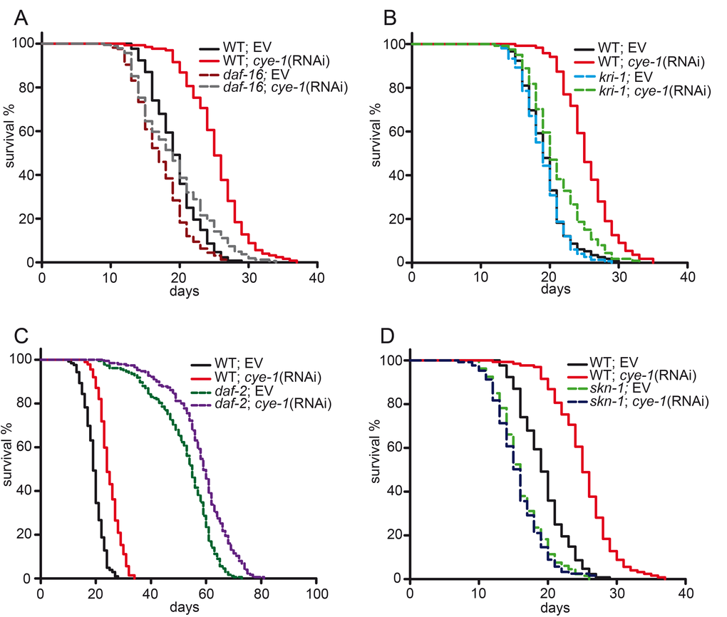 DAF-16 and SKN-1 are required for longevity from reduced cell cycle activity. (A) Lifespan extension in response to cell cycle inhibition is mediated by DAF-16. daf-16(mgDf47) null mutants and wild type worms were fed with cye-1 and control(RNAi). The longevity associated with cye-1(RNAi) was greatly decreased but not eliminated by daf-16 mutation. (B) Longevity of cye-1(RNAi) was greatly reduced by kri-1(ok1251) mutants. (C) Knockdown of cye-1 by RNAi further increases longevity of daf-2(e1370) mutants. (D) Longevity extension by cye-1(RNAi) was eliminated by skn-1(zu67) mutation. Survival plots show combined data from at least two experiments and are summarized in Table 1, individual experiments are presented in Table S1. EV refers to empty control vector.