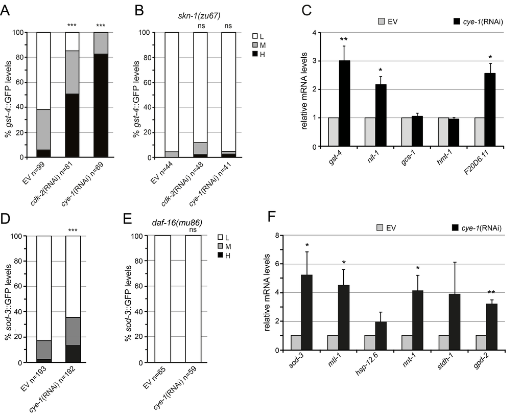 Cell cycle inhibits SKN-1 and DAF-16-driven stress response. (A) Activation of the Pgst-4::GFP reporter in L4/young adult animals that were exposed to cye-1(RNAi), cdk-2(RNAi), or control beginning from L1. (B) Analysis of Pgst-4::GFP expression in skn-1(zu67) mutants. In (A) and (B) induction of the Pgst-4::GFP reporter in the intestine was quantified as low (L), medium (M) and high (H) (see Supplementary Figure 3C). Pooled data from 2 experiments. p-values were calculated by the Chi-square test. ***p C) Induction of endogenous SKN-1 target gene expression in response to cye-1(RNAi) analyzed by qPCR. RNAi was performed from L4 to day four of adulthood. Data are presented as fold change compared to wild-type on control(RNAi) averaged from at least three independent experiments, error bars represent SEM. p-values were derived from a student’s t-test. *pD) cye-1(RNAi) induces expression of Psod-3::GFP (see also Supplementary Figure 4). (E) Analysis of Psod-3::GFP expression in daf-16(mu86) mutants. In (D) and (E) Psod-3::GFP quantification with high (H), medium (M), and low (L) scoring. Pooled data from at least 2 experiments. p-values were calculated by the Chi-square-test. ***p F) DAF-16 target gene expression assayed by qPCR. Worms were exposed to cye-1(RNAi) or empty vector control during adulthood. The nnt-1, stdh-1 and gpd-2 genes have been shown previously to be upregulated by germline removal. Data are mean ± SEM. p-values were derived from a student’s t-test. *p