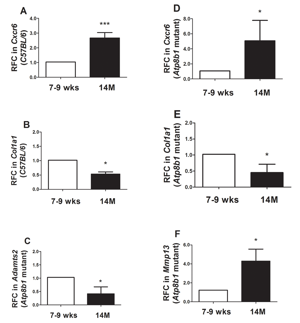 Quantitative Real-time RT-PCR analysis confirmed several transcripts in Atp8b1 mutant and C57BL/6 lungs at 7-9 wks vs. 14 M. (A) In C57BL/6 mice, CxCr6 transcript increased significantly at 14M relative to 7-9 wks.*** p B) In C57BL/6 mice, Col1a1 transcript significantly decreased at 14M compared to 7-9 wks. * p C) In Atp8b1 mutant, Adamts2 was significantly decreased at 14M when compared to 7-9 wks. * p D) CxCr6 transcript was significantly increased in 14M Atp8b1 mutant lungs versus 7-9 wks Atp8b1 mutant lungs. * p E) Col1a1 transcript levels decreased significantly at 14M relative to 7-9 wks in Atp8b1 mutant lungs. * p F) Mmp13 was significantly increased in aged Atp8b1 mutant lungs versus young adult lungs (7-9 wks). * p 