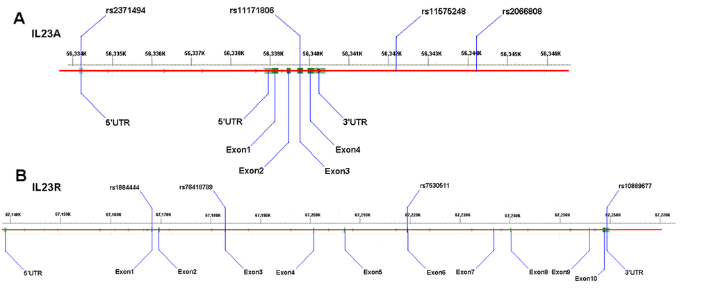 Schematic diagrams of the variants. (A) the IL-23A gene variants rs2066808, rs2371494 and rs11575248; (B): the IL-23R gene variant rs1884444.