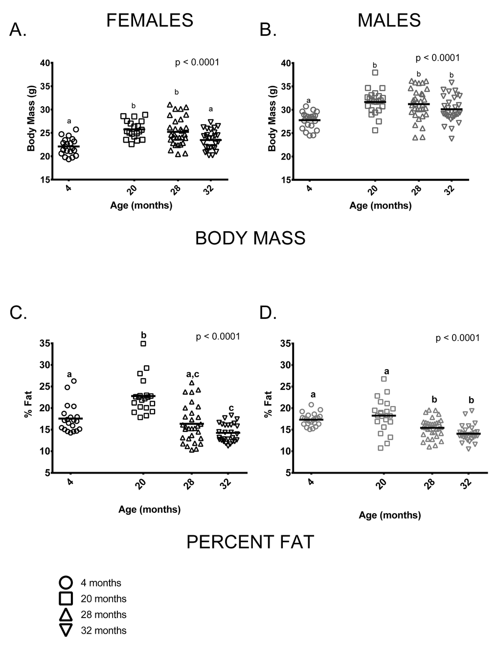 Body size and composition change with age in female and male mice. (A) 4-month-old females were smaller than 20 and 28-month-old females (p B) 4-month -old males were smaller than 20, 28 and 32-month-old male mice (p C) 20-month-old females had a greater percentage of body fat than 4, 28 and 32-month-old female mice (p D) 4-old males had a greater proportion of fat than either 28 or 32-month-old males (p = .0.036, p  0.999, p = 0.179, respectively). Post-hoc tests subject to Bonferroni correction for multiple comparisons. Body composition sample size: Females n = 20, 20, 30 and 27 for 4, 20, 28 and 32 months; Males n = 22, 22, 32 and 30 for 4, 20, 28 and 32 months.