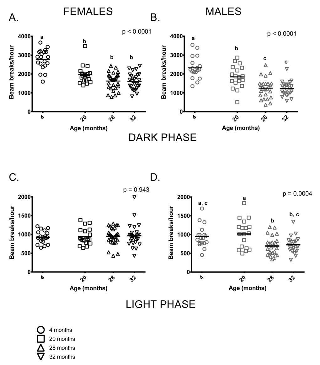 Total activity levels were lower in older mice during the dark phase; activity levels of males, but not females differed among age groups during the light phase of the 24-hour light-dark cycle. (A) 4-month -old female mice were more active during the dark (=active) phase than females in all other age groups (p  0.999) in dark phase activity. (B) 4-month -old males were more active than 20, 28 and 32-month-old males during the dark phase (p = 0.039, p C) Female activity levels during the light phase do not differ between the four age groups. (D) Male activity during light phase was highly variable in all age groups. 4-month -old males’ activity levels did not differ from 20 and 32-month old males (p > 0.999 and p = 0.088, respectively). 4-month -olds were more active than 28-month -olds (p = 0.03) and 20-month-olds were more active than both 28 and 32-month-old males (p = 0.002 and p = 0.010, respectively). Post-hoc tests subject to Bonferroni correction for multiple comparisons. Females n = 20, 20, 30 and 27 for 4, 20, 28 and 32 months. Males n = 18, 18, 26 and 23 for 4, 20, 28 and 32 months.