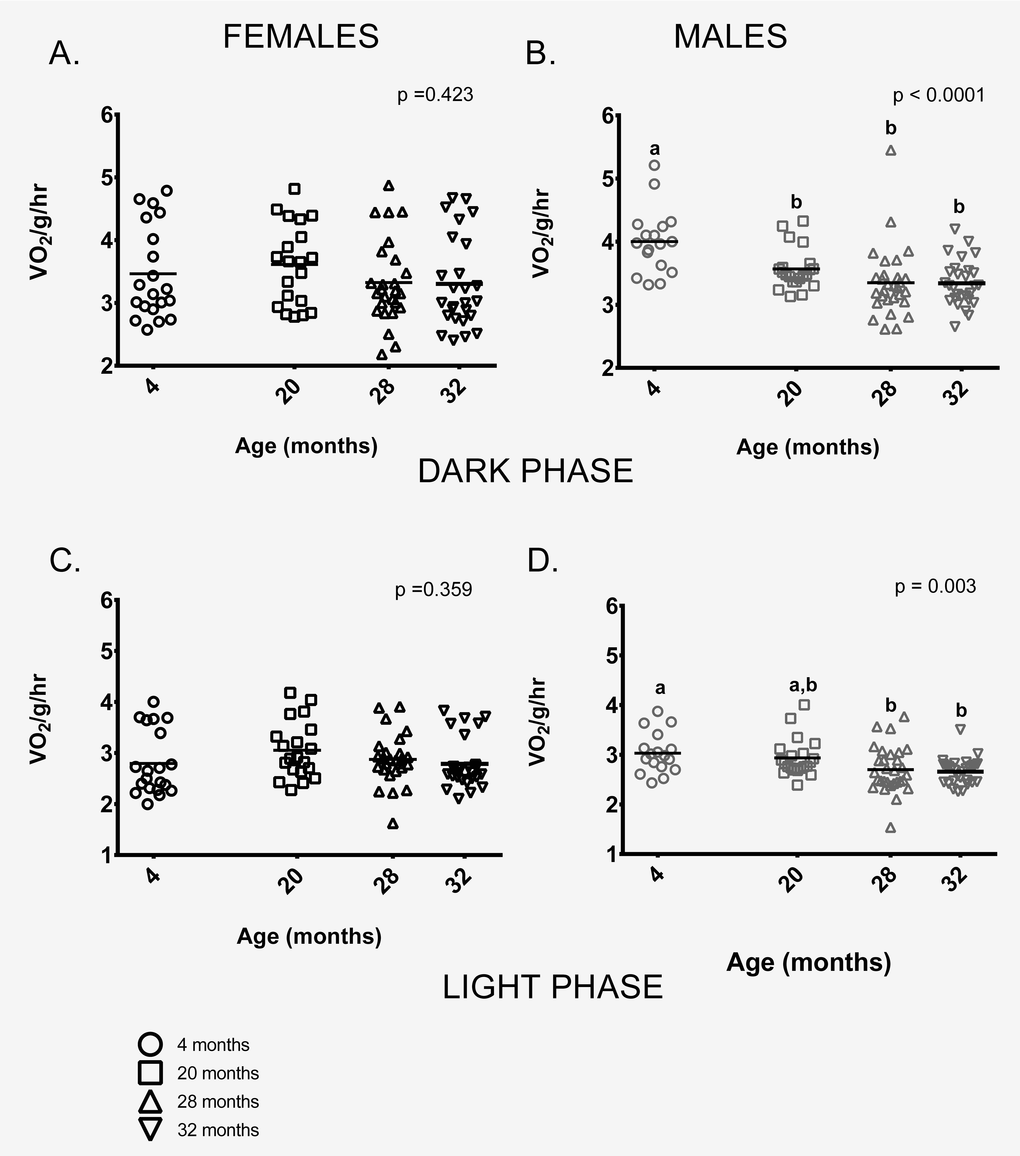 Metabolic rate differed between the age groups in male, but not female mice. (A) Female mice of all ages had similar metabolic rates during the dark (=active) phase. (B) During the dark phase, 4-month -old male mice had higher metabolic rates on average than 20, 28 and 32-month-old males (p = 0.025, p  0.999). (C) Female mice of all ages had similar metabolic rates during the light (=inactive) phase (p = 0.943). (D) During the light phase, 4-month -old male mice had higher metabolic rates on average than 28 or 32-month-old males (p = 0.033, p = 0.012, respectively), as did 20-month-old males (p = 0.002, p = 0.010, respectively). 28 and 32- month-old males did not differ from one another (p > 0.999). Post-hoc tests subject to Bonferroni correction for multiple comparisons. Metabolism sample size: Females n = 20, 20, 26 and 26 for 4, 20, 28 and 32 months; Males n = 17, 21, 29 and 28 for 4, 20, 28 and 32 months.