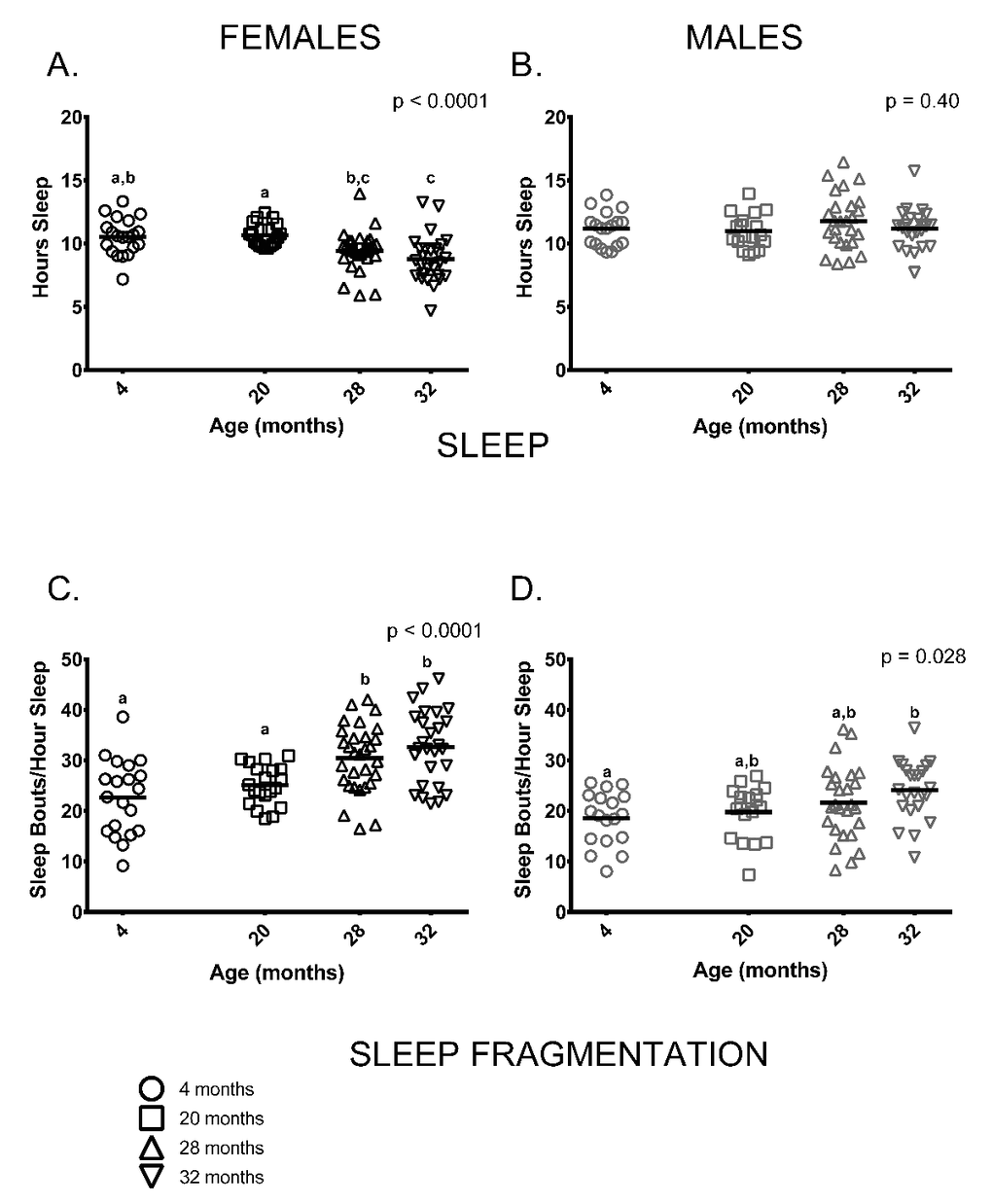 Sleep fragmentation was greater in older mice and older females slept less compared to younger ones. (A) On average, older female mice (ages 28 and 32 months) slept less than 20-month-old females (p = 0.029, p = 0.0003, respectively) and 32-month-oldfemales slept less than 4-month -old females (p = 0.001). 4-month -old females did not differ from 20-month-old females or 28-month -old females (p >0.999, p = 0.068, respectively), and 28-month -old females did not differ from 32-month-olds (p = 0.796) in the amount of time spent sleeping. (B) Male mice did not show age differences in total amount of sleep measured over a 24-hour period (p = 0.40). (C) Sleep fragmentation was greater in older females (ages 28 and 32 months) than in 4-month -old females (p = 0.0006, p 0 0.999). (D) Sleep fragmentation was greater in older male mice (p = 0.028); however, in pair-wise comparisons only 4-month and 32-month-old males were significantly different (p = 0.030). Post-hoc tests subject to Bonferroni correction for multiple comparisons. Females n = 20, 20, 30 and 27 for 4, 20, 28 and 32 months. Males n = 18, 18, 26 and 23 for 4, 20, 28 and 32 months.