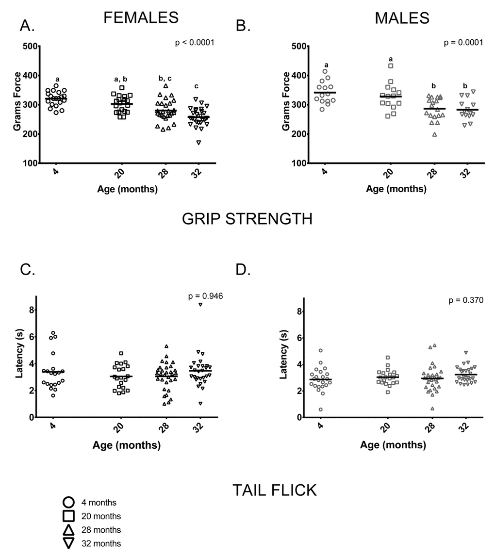 Grip strength was reduced in older mice compared to younger mice; performance on the tail flick test did not differ between age groups. (A) Female grip strength was reduced in older females compared to younger ones (p B) Grip strength was similar in 4 and 20-month old males (p > 0.999); both had greater grip strength than 28-month -old (p = 0.001 and p = 0.024, respectively) and 32-month -old males (p = 0.001 and p = 0.021, respectively). Grip strength was similar in 28 and 32-month old males (p > 0.999) (C, D) Performance on the tail flick test did not differ between age groups in female (p = 0.422) or male (p = 0.370) mice. Post-hoc tests subject to Bonferroni correction for multiple comparisons. Grip strength sample size: Females n = 20, 20, 31 and 27 for 4, 20, 28 and 32 months; Males n = 14, 14, 18 and 14 for 4, 20, 28 and 32 months. Tail flick sample size: Females n = 20, 20, 26 and 26 for 4, 20, 28 and 32 months; Males n = 22, 20, 31 and 27 for 4, 20, 28 and 32 months.