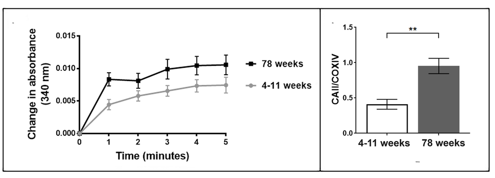 (A) Enzymatic activity of carbonic anhydrase II increases in aged brain mitochondria. The enzymatic activity of carbonic anhydrase II is higher in the 78 week old brain mitochondria compared to the 4-11 week brain mitochondria (three mitochondrial samples from individual animals in each age group and three technical replicates of each sample). Each mitochondrial sample contained 30 µg/µl of protein. (B) Carbonic anhydrase II protein levels increase in aged retina mitochondria. The protein levels of carbonic anhydrase II were measured in the murine retina mitochondria aged 4-11 weeks and 78 weeks. Carbonic anhydrase II significantly increases in retina mitochondria from older mice, p=0.028 (two-tailed unpaired t-test with Welch’s correction). Replicates were obtained from individual animals (young n=6, old n=6). Columns display mean activity ± SEM. **= p