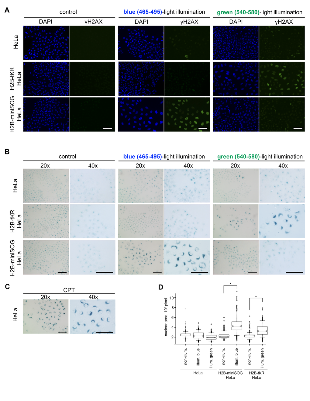 Activated genetically encoded photosensitizers can induce cellular senescence. (A-B) The HeLa Kyoto cell line and its derivatives expressing either H2B-miniSOG or H2B-tKR were synchronized in S phase, illuminated with blue (465-495 nm, 65 mW/cm2, 5 min) or green (540-580 nm, 200 mW/cm2, 15 min) light, allowed to recover for 48 hr, and stained for γH2AX (A) or SA-β-gal (B). Control represents the cells that were synchronized and released for 48 hr (non-illuminated). The DNA was stained with DAPI in (A). Scale bar: 50 μm. (C) Senescent HeLa cells stained for SA-β-gal. Cellular senescence was induced by treatment of S-phase HeLa cells with a DNA topoisomerase I inhibitor camptothecin (1 µM, 1 h). (D) The HeLa Kyoto cell line and its derivatives expressing either H2B-miniSOG or H2B-tKR were synchronized in S phase, illuminated with corresponding light, allowed to recover for 48 hr, and stained with DAPI. Segmentation of cell nuclei was performed using CellProfiler. Boxplots show nuclear area in each case (*P=0.0001, two-tailed t-test).